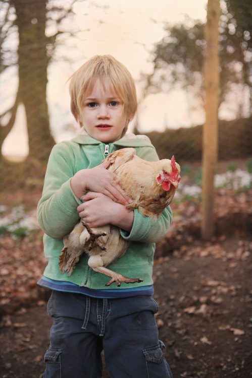 Boy tends to his chickens. Somerset, UK